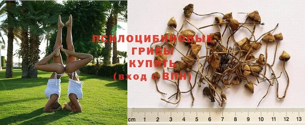 ПСИЛОЦИБИНОВЫЕ ГРИБЫ Алзамай